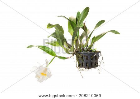 Cattleya & allied genera in flower pot isolated on white background