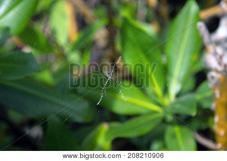 Argiope argentata (Silver Garden Spider) close up while hanging on the spiderweb. Green leaves background