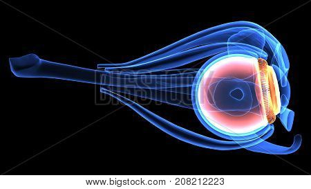 3d illustration human body eye anatomy human body organ