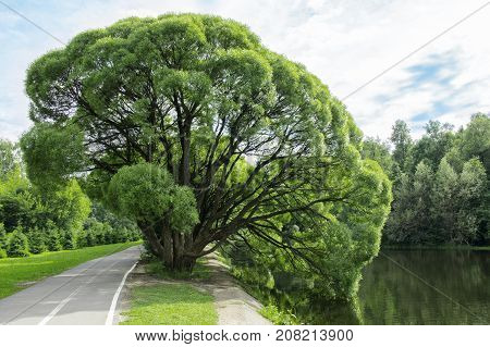 Landscape of a round tree near a pond in the park