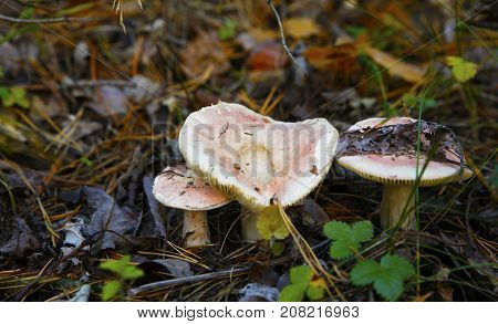 Forest Mushrooms