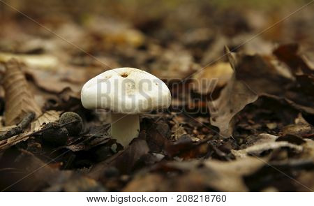 Forest Mushrooms
