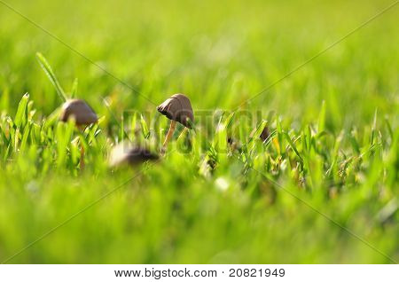 Funghi