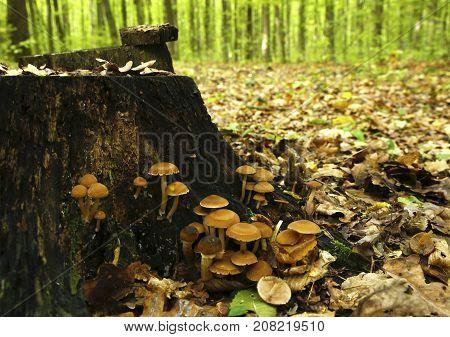 Forest Mushrooms