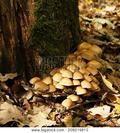 Forest Mushrooms