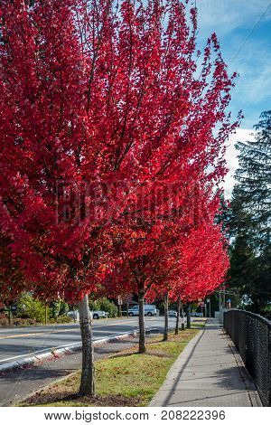 Trees explode with brilliant red color on a street in Des Moines Washington.