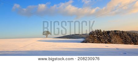 Snowy winter Christmas Landscape.Winter tree on the field.