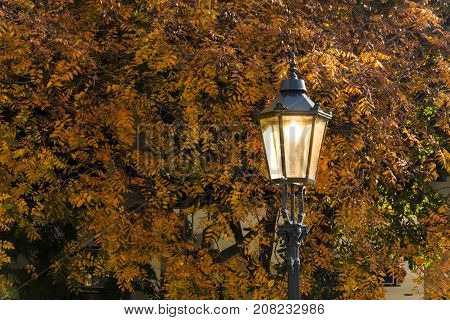 Street luminary lamp before autumn treee background.