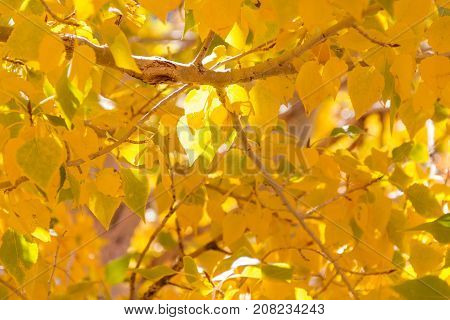 Close-up of Bright golden aspen leaves illuminated by the sun in the early autumn.