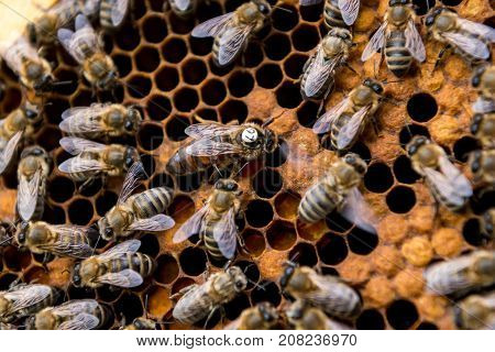 Beekeeping, beekeeper, bee, honey, domestic breed, hive, honey bee