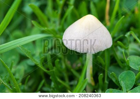 Panaeolus papilionaceus, Panaeolus campanulatus, BELL CAP MUSHROOM close up with green grass background.