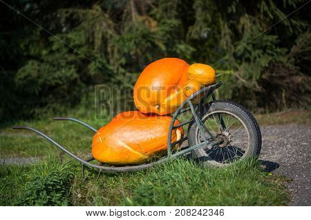 Huge orange decorative pumpkins in Bohemian Paradise.