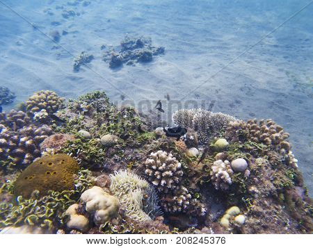 Young coral reef on seabottom. Exotic island shore shallow water. Tropical seashore landscape underwater photo. Coral reef animal. Sea nature. Sea fish in coral. Marine life undersea. Coral landscape