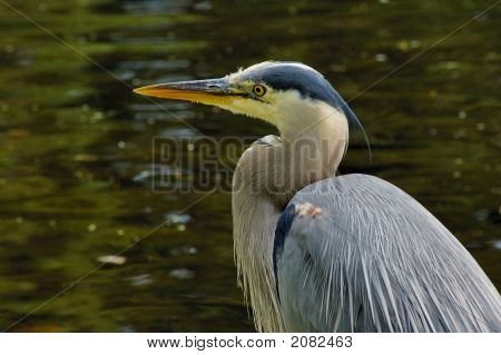Greate Blue Heron 3
