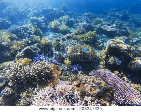 Tropical sea bottom perspective. Exotic island shore shallow water. Tropic seashore landscape underwater photo. Coral reef animal. Sea nature. Sea fish in coral. Marine life undersea. Coral landscape