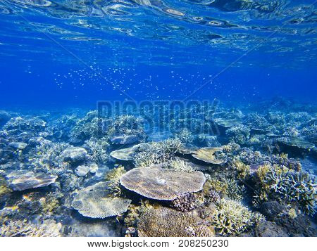 Table corals. Exotic island shore shallow water. Tropical seashore landscape underwater photo. Coral reef animal. Sea nature. Sea fish in coral. Undersea view of marine life. Coral reef landscape