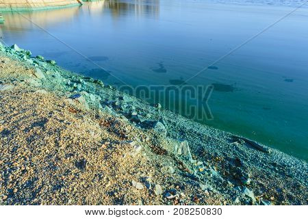 The shore of a pond infected with cyanobacteria. Blue-green algae is an ecological disaster.