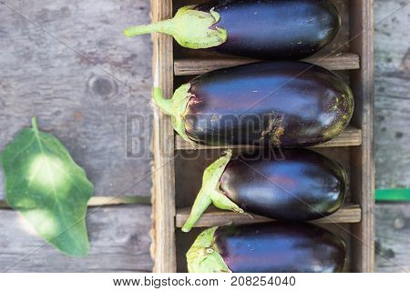 Fresh raw Purple Eggplant in a special box for Eggplant on gray wooden background. Top view blank space.