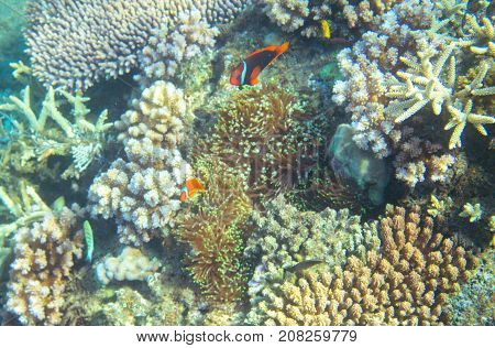 Anemonefish in coral reef. Tropical seashore inhabitants underwater photo. Coral reef clownfish. Tropical sea nature. Colorful sea fish and corals. Undersea view of marine life. Coral reef landscape