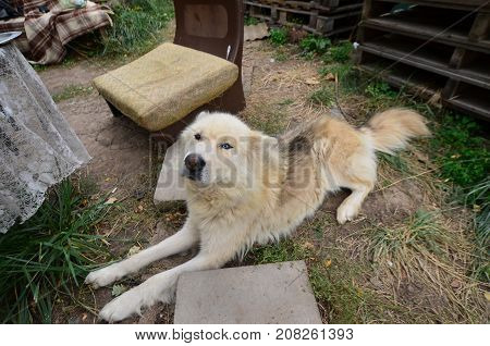 Portrait Of The White Siberian Samoyed Husky Dog With Heterochromia (a Phenomenon When The Eyes Have