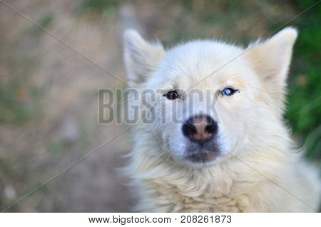 Portrait Of The White Siberian Samoyed Husky Dog With Heterochromia (a Phenomenon When The Eyes Have