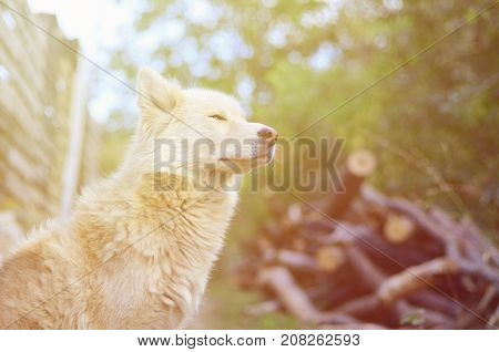 Toned Portrait Of The White Siberian Samoyed Husky Dog With Heterochromia (a Phenomenon When The Eye