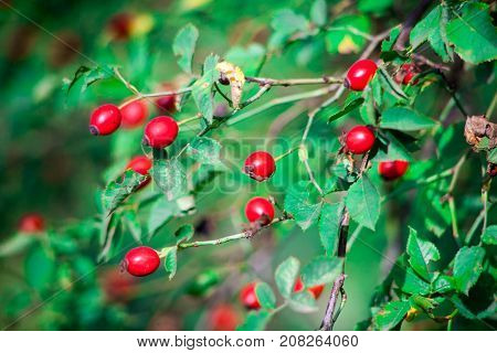 Red berry of dogrose dog-bramble in the autumn garden. autumn branches of a bush of a medical dogrose with red fruits