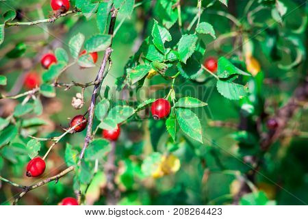 Red berry of dogrose dog-bramble in the autumn garden. autumn branches of a bush of a medical dogrose with red fruits