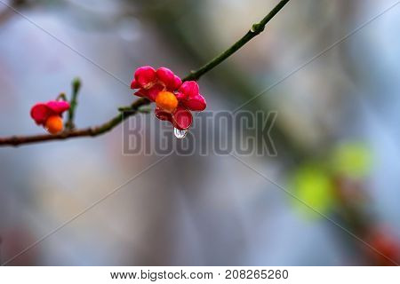 Close-up fruit of European spindle flower or Euonymus europaeus