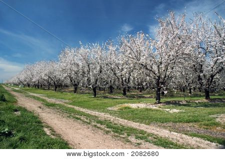 Manteli Orchard kukassa