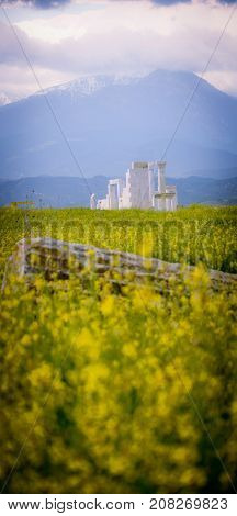 Ruins in the Middle of Yellow Flowers in Laodoica