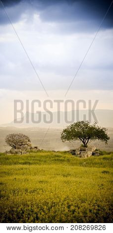 Olive Tree in the Middle of Yellow Flowers in Laodoica