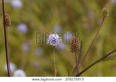 Southern Succisella (succisella Inflexa)