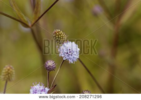 Southern Succisella (succisella Inflexa)