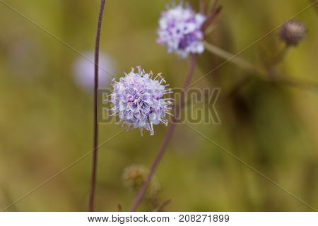 Southern Succisella (succisella Inflexa)