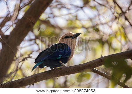 Blue-bellied Roller Called Coracias Cyanogaster
