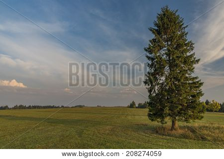 Spruce Tree In Color Evening In Slavkovsky Les National Park In Autumn Time