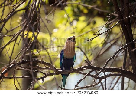 Blue-bellied Roller Called Coracias Cyanogaster