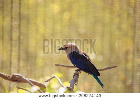 Blue-bellied Roller Called Coracias Cyanogaster