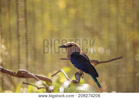 Blue-bellied Roller Called Coracias Cyanogaster