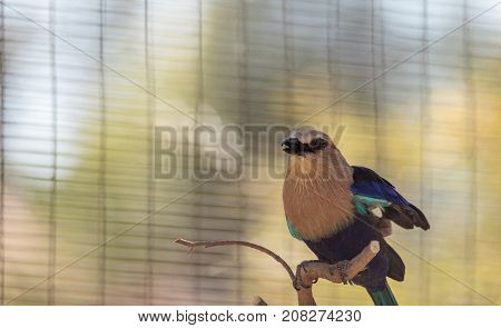 Blue-bellied Roller Called Coracias Cyanogaster
