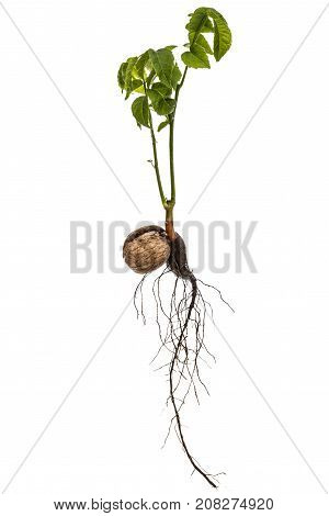Sprout Of A Young Walnut, Isolated On White Background