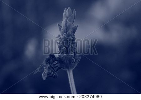 bee collecting pollen from the flower to survive