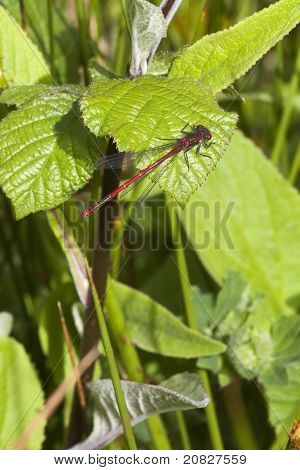 Große rote Damselfly