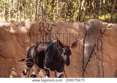 Okapi, Okapia Johnstoni, Live In The Tropical Rainforest