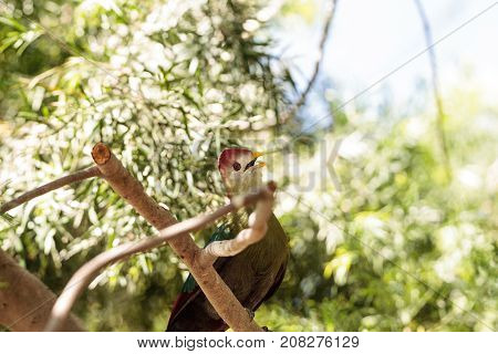 Red-crested Turaco Called Tauraco Erythrolophus
