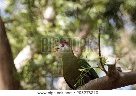 Red-crested Turaco Called Tauraco Erythrolophus