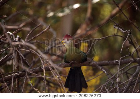 Red-crested Turaco Called Tauraco Erythrolophus