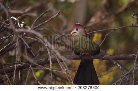 Red-crested Turaco Called Tauraco Erythrolophus