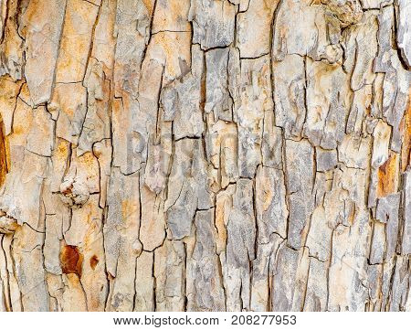 Close Up Big Tree Bark Texture Background,natural Background